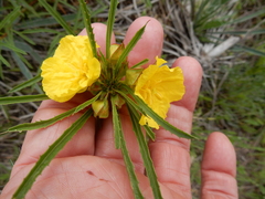 Oenothera berlandieri pinifolia