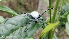 Pseudonemophas versteegii