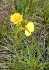 Oenothera berlandieri pinifolia