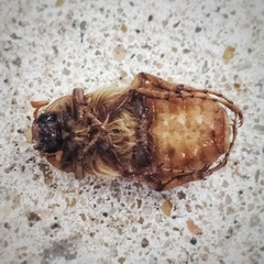 Amphimallon solstitiale