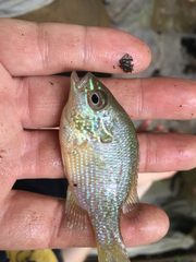 Lepomis marginatus