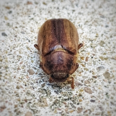 Amphimallon solstitiale