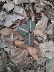 Stigmaphyllon emarginatum, photograph author not stated, no rights reserved