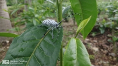 Pseudonemophas versteegii