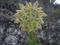 Asclepias lynchiana