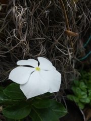 Catharanthus