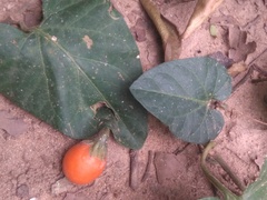 Lycianthes asarifolia