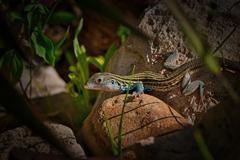 Aspidoscelis gularis