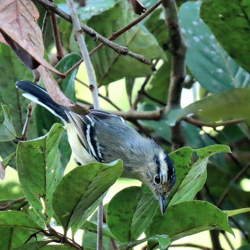 Black-capped Antwren