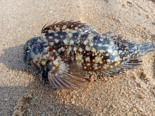 Pereulixia kosiensis observed 2026-06-16