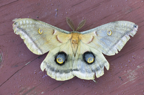 Polyphemus Moth