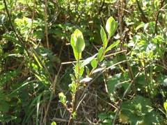Salix repens