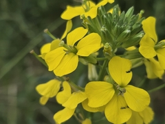 Erysimum odoratum