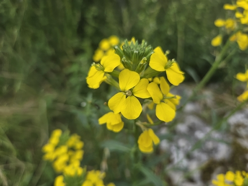 Erysimum odoratum, photograph 1