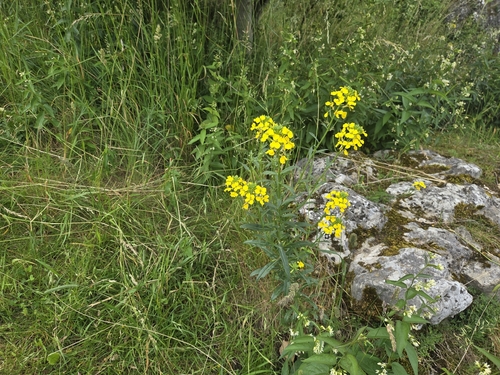 Erysimum odoratum, photograph 2