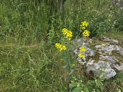 Erysimum odoratum, photograph (c) Bellsprout, some rights reserved (CC BY)
