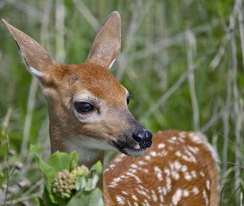 White-tailed Deer photographed in Illinois