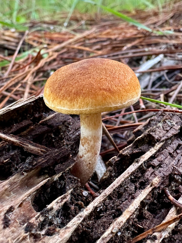Gymnopilus allantopus