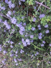Ceanothus jepsonii