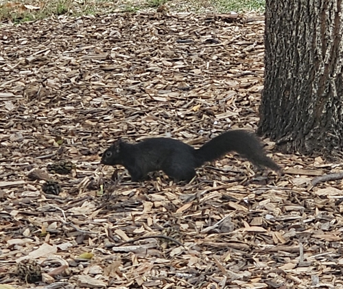 Eastern Gray Squirrel