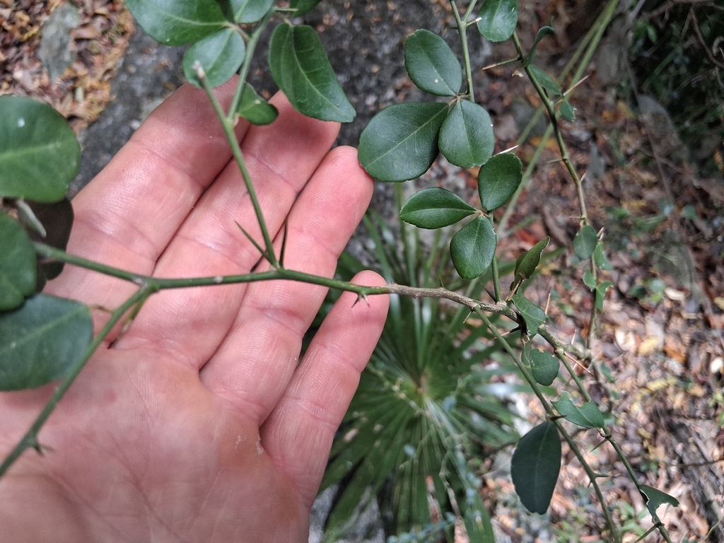 Triphasia trifolia; photograph author not stated, no rights reserved