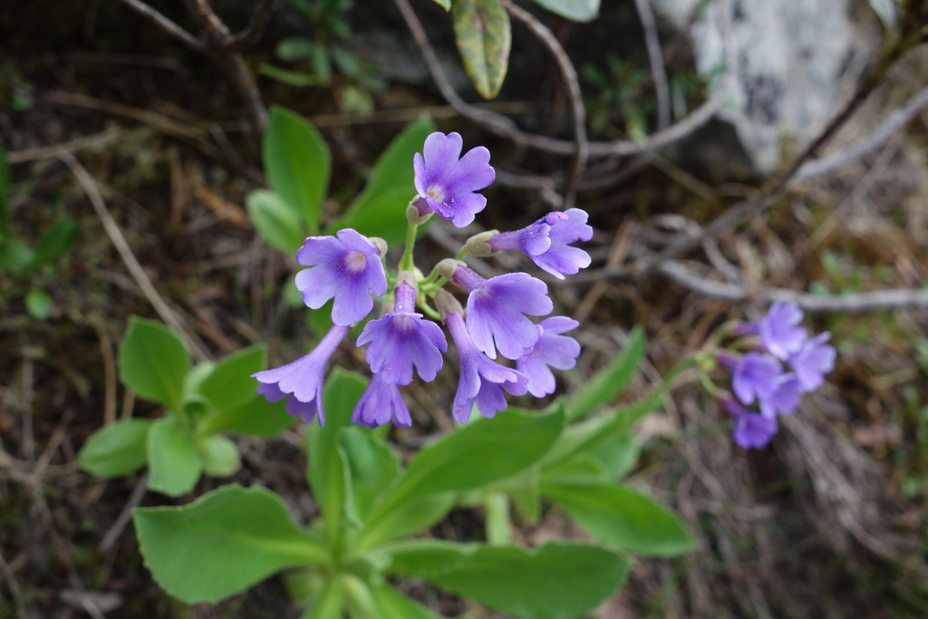 Primula latifolia; photograph (c) Clément Maouche, some rights reserved (CC BY)