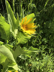 Wyethia