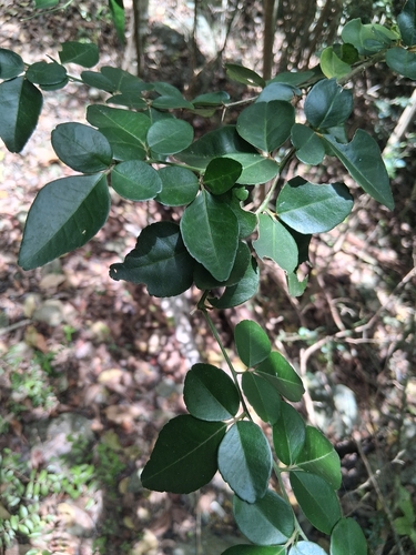 Triphasia trifolia, photograph 2