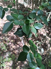 author not stated, no rights reserved Triphasia trifolia, photograph author not stated, no rights reserved