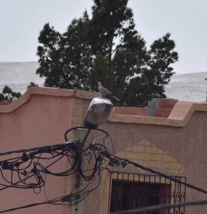 Eurasian Collared-Dove