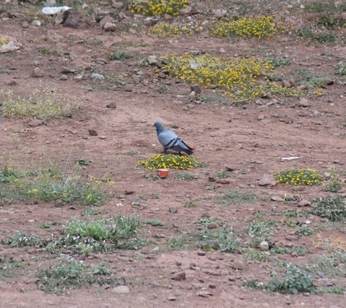 Rock Pigeon