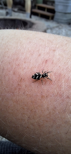 Zebra Jumping Spider