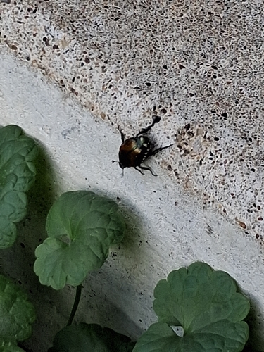 Japanese Beetle