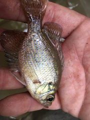 Centrarchus macropterus