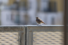 Phoenicurus ochruros