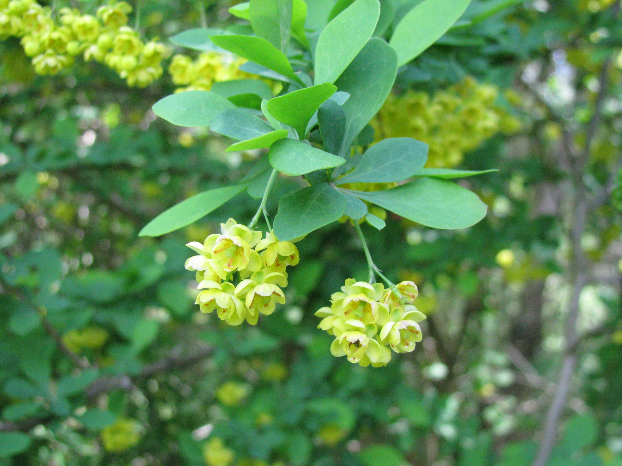 Berberis X ottawensis