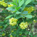 Hybrid Barberry - Photo (c) Leslie J. Mehrhoff, some rights reserved (CC BY)