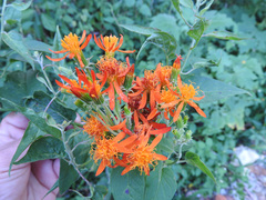 Pseudogynoxys chenopodioides