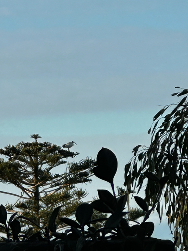 Australian Ibis