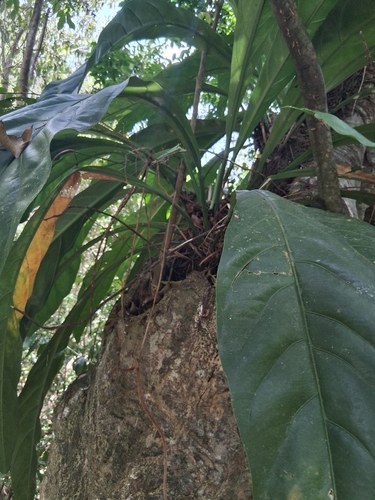 Anthurium crenatum, photograph 4