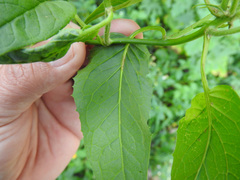 Pseudogynoxys chenopodioides