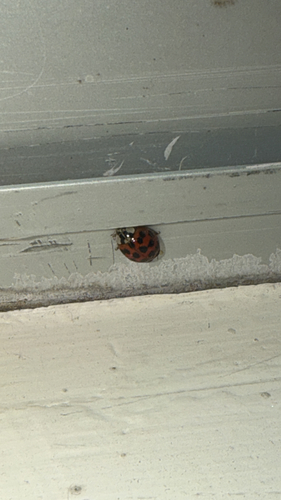 Asian Lady Beetle