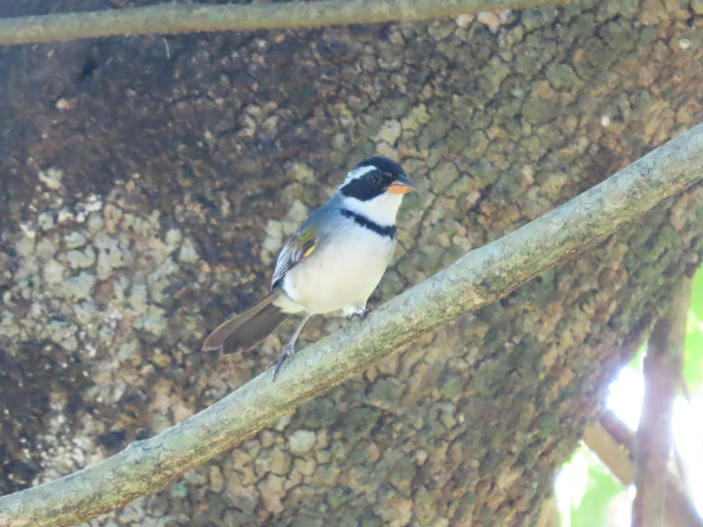 Gray-backed Sparrow