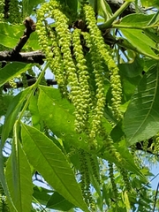 Carya illinoinensis