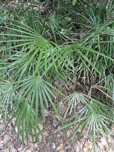 Coccothrinax alta