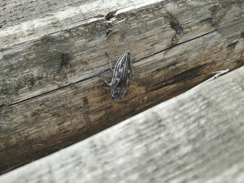 Pine-borer