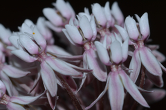 Asclepias angustifolia