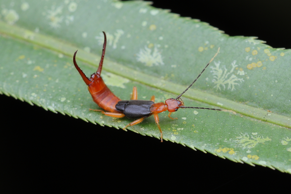 Mecomera reichardti