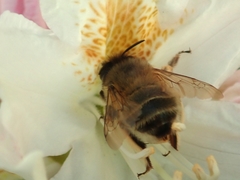 Anthophora plumipes