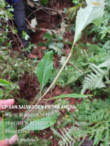 Ageratina glabrata observed 2026-06-02